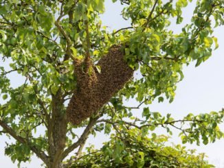 Bienenschwarm