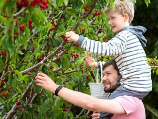 Bio Obst Gemüse Garten
