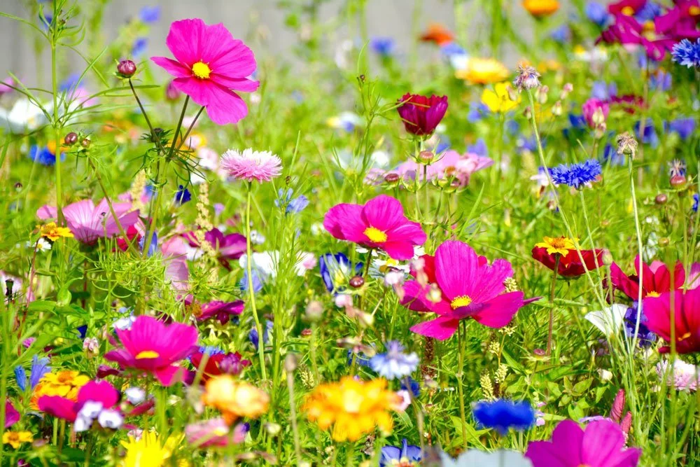 Blumenwiese statt Rasen