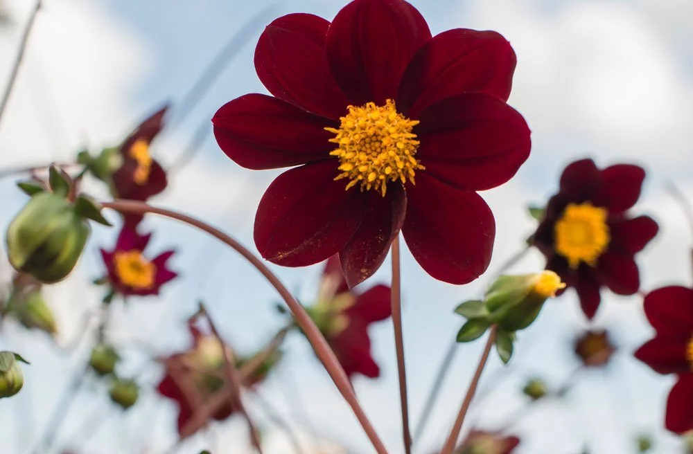 © fluwel.de Dahlie Mexican Star