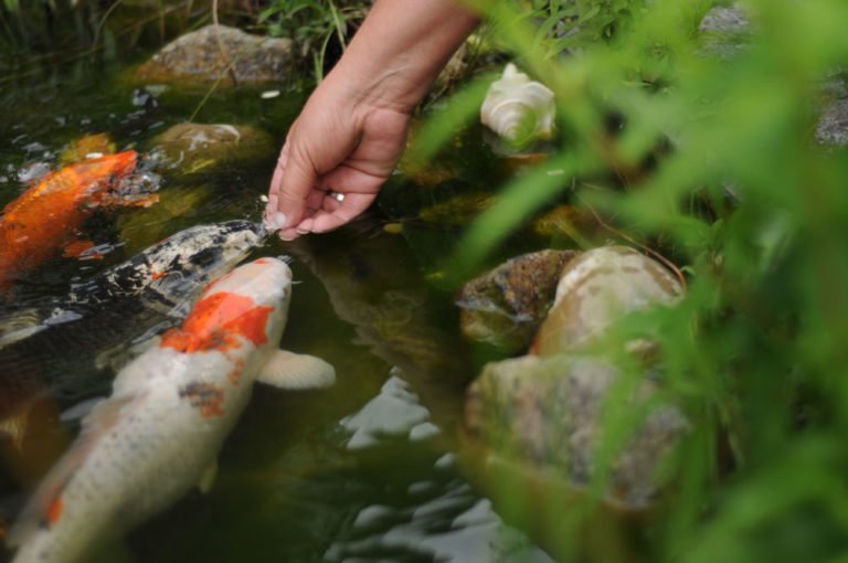Fische im Gartenteich Was nach der Winterpause zu beachten ist