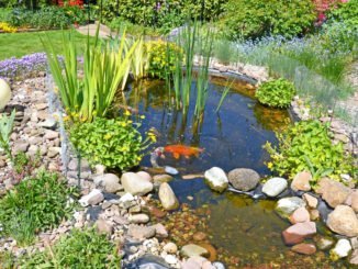 Fische im Gartenteich