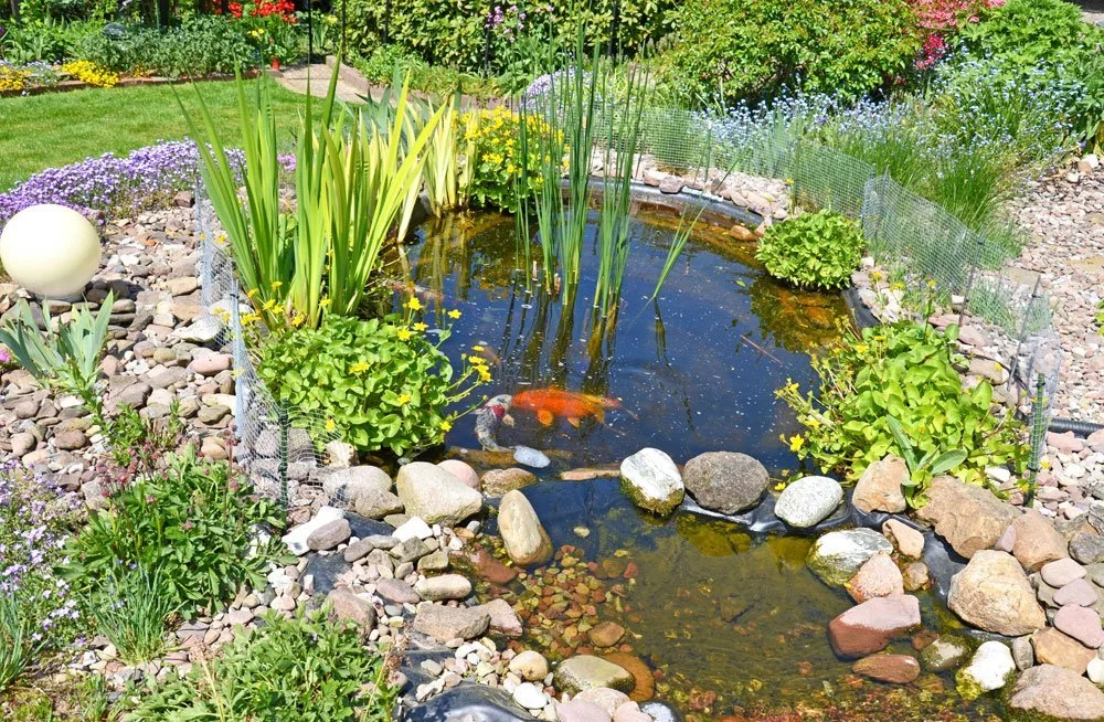 Fische im Gartenteich