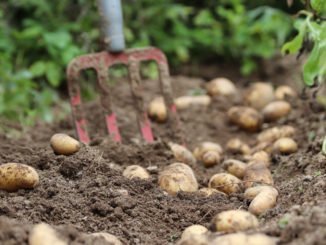 Kartoffeln pflanzen ernten