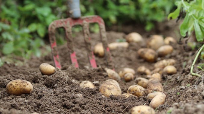 Kartoffeln pflanzen ernten