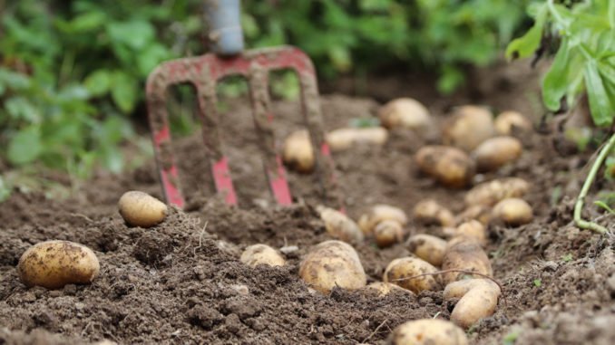© Christine Kuchem - Fotolia.com Kartoffeln pflanzen ernten