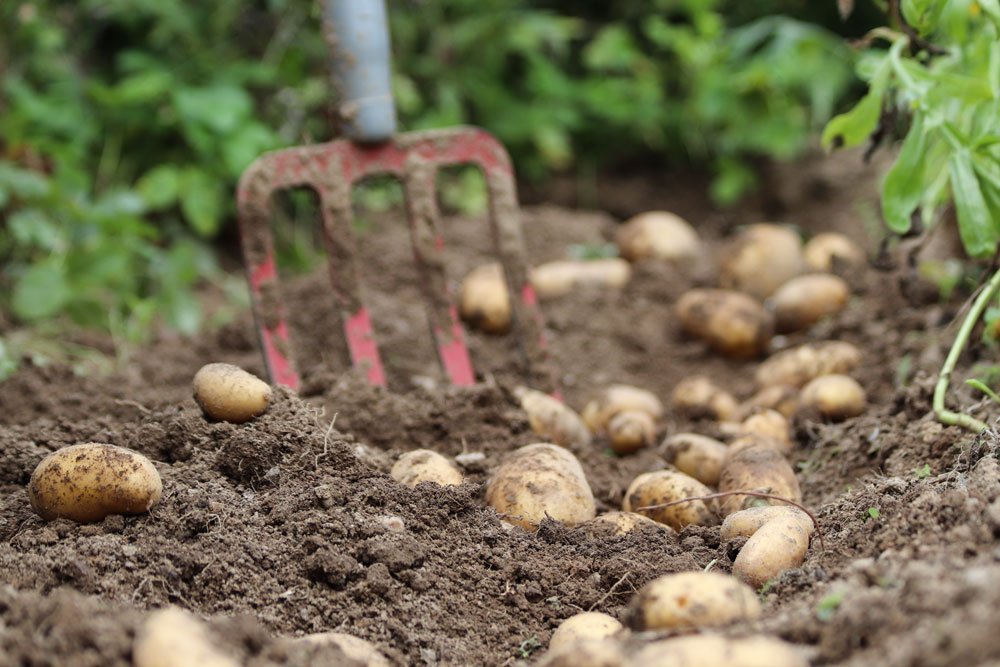 Kartoffeln pflanzen und ernten - Kleines Wissenslexikon