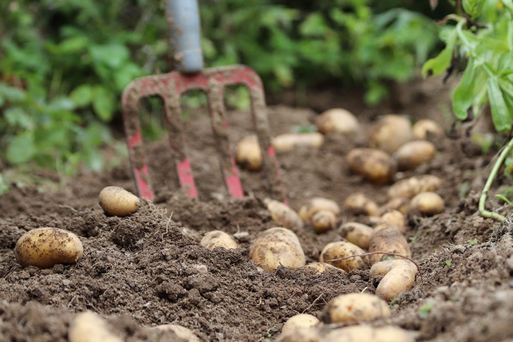 Kartoffeln pflanzen ernten