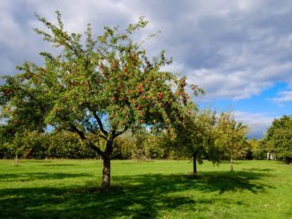 lange steile Äste Obstbaum