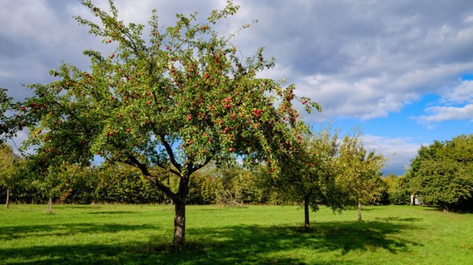 © fotografci - Fotolia.com lange steile Äste Obstbaum