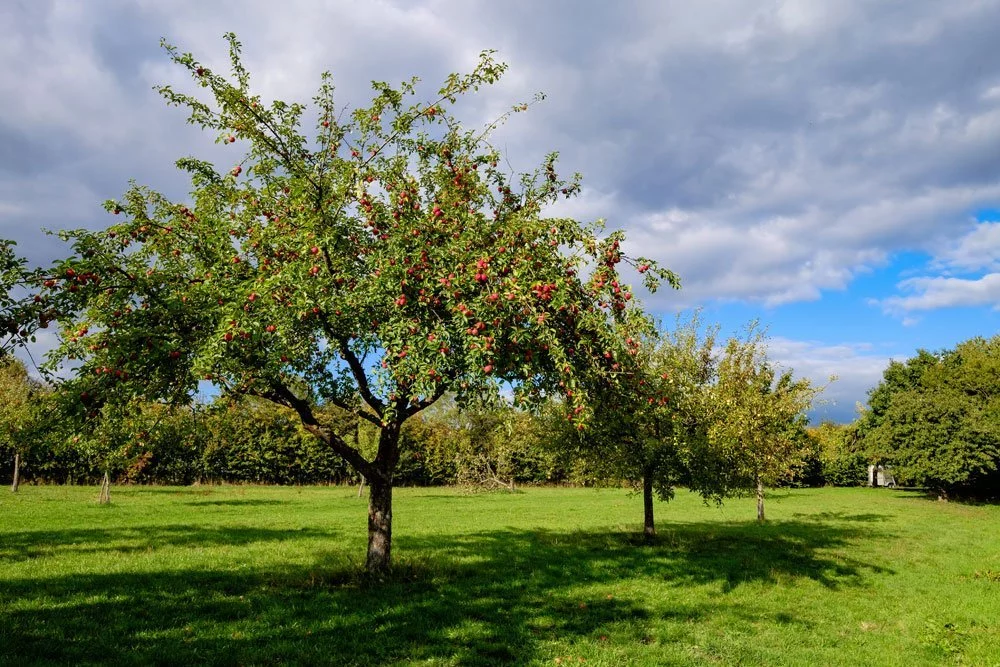 lange steile Äste Obstbaum