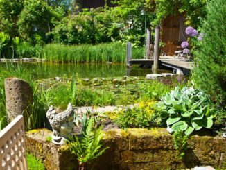 Gartenteich Biotop