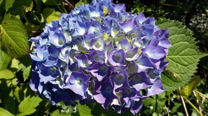 © BGL blaue Farben Garten
