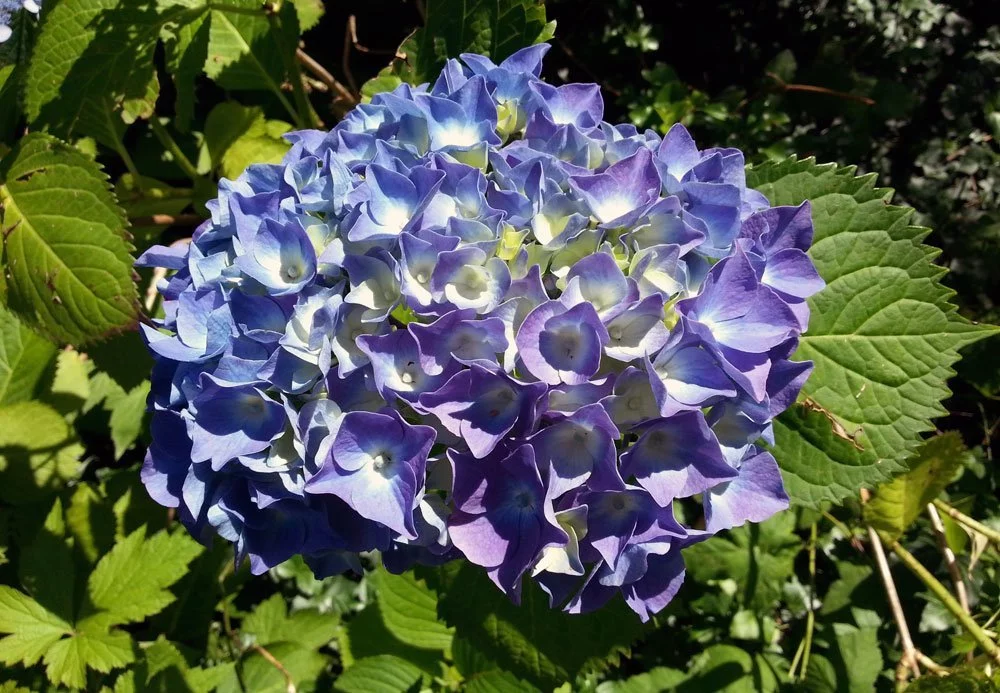 blaue Farben Garten
