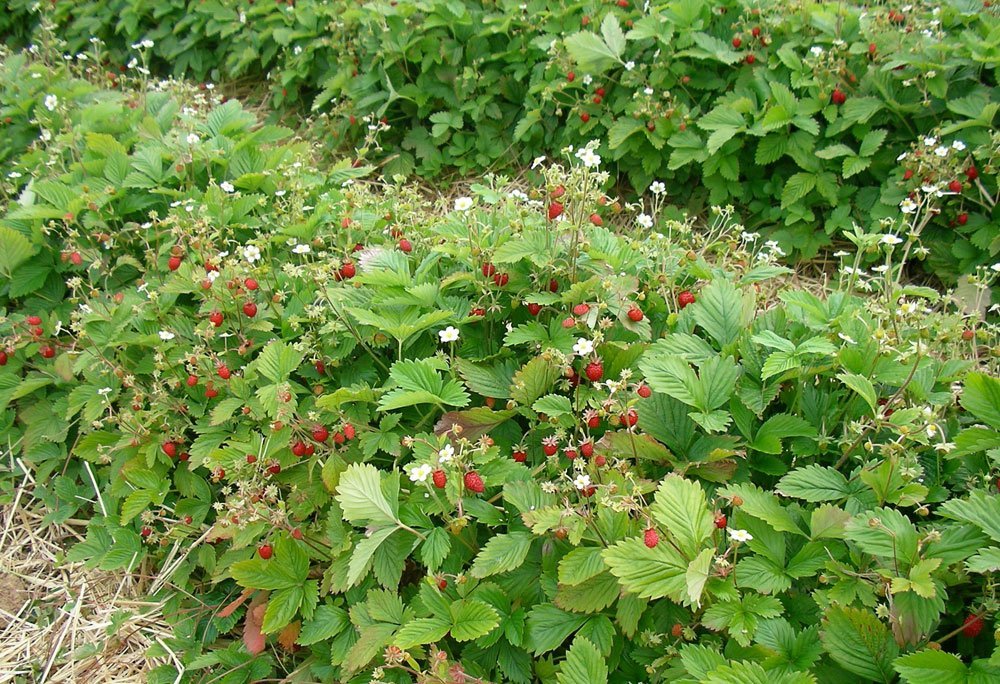 Erdbeeren Pflanzzeit