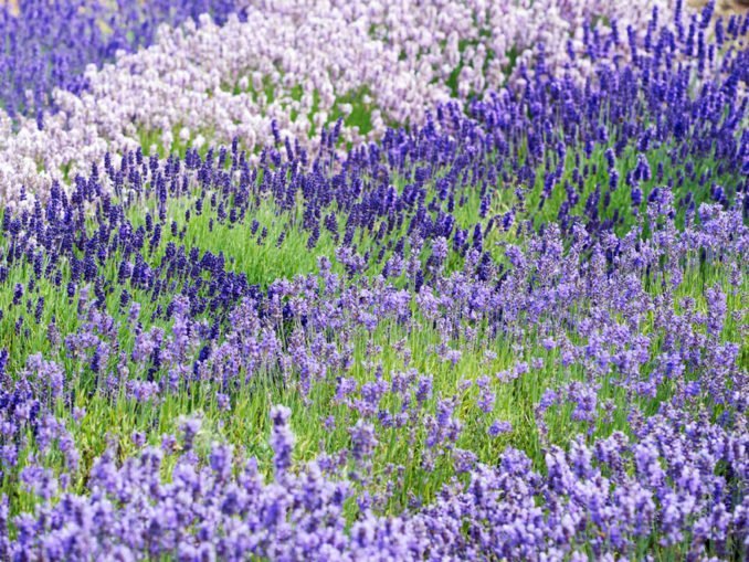 Lavendel Garten