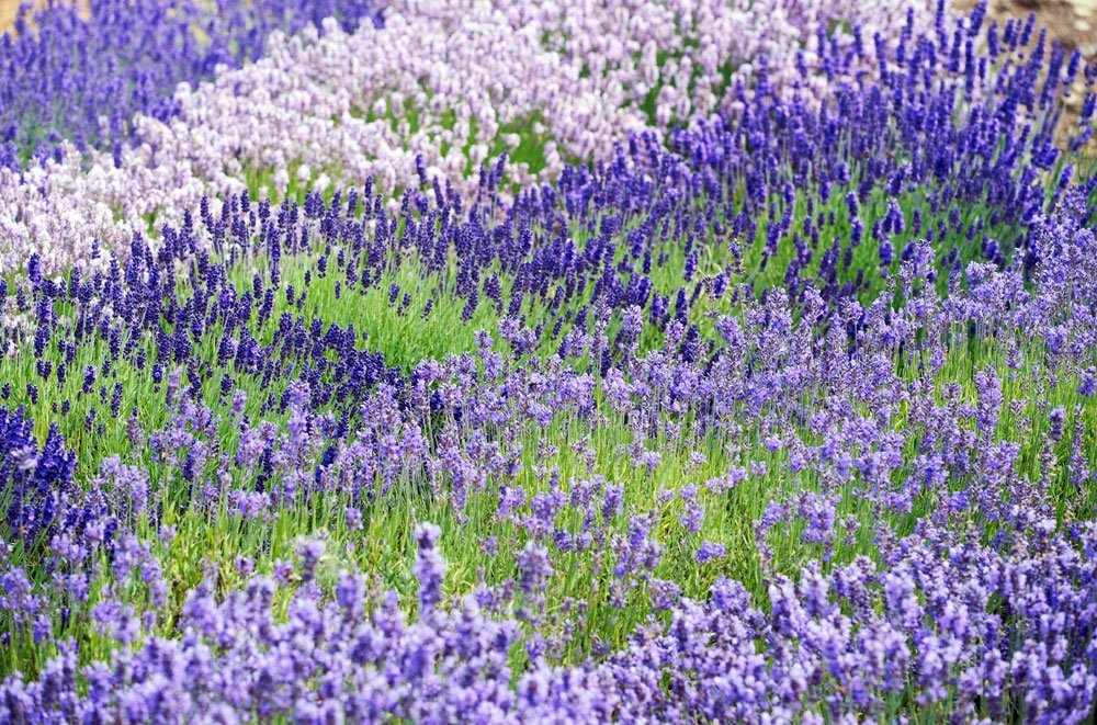 Lavendel Garten