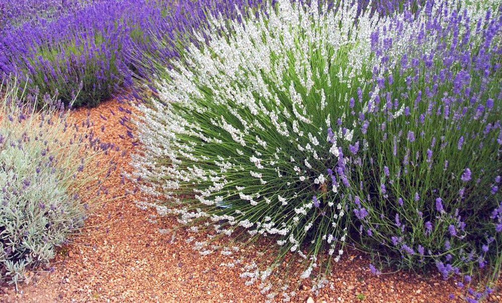 Lavendel weiß