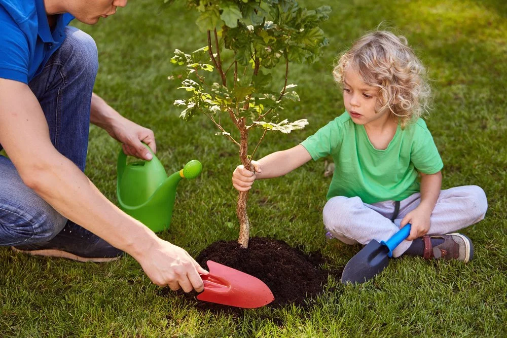 Baum pflanzen verankern