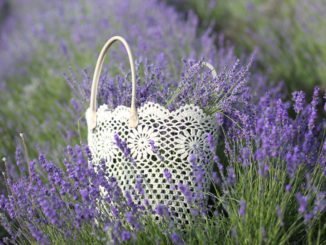 Lavendel Sorten