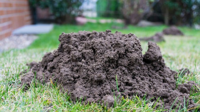 Maulwurf Im Garten Loswerden Diese Naturlichen Mittel Helfen