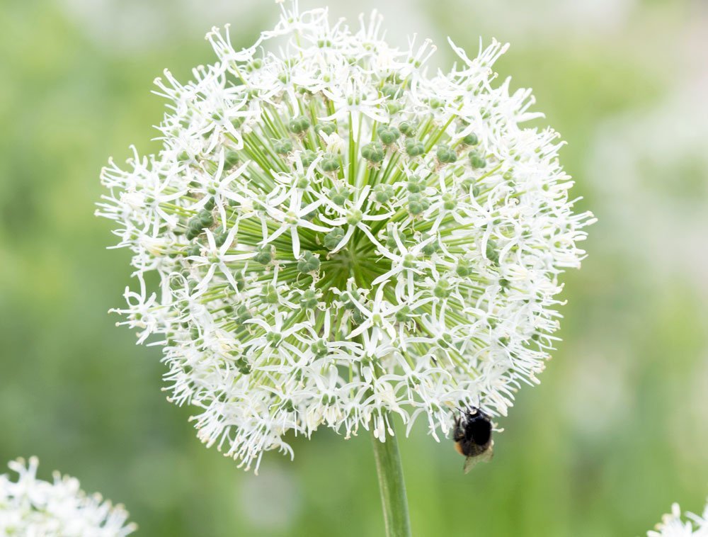 Zierlauch Allium