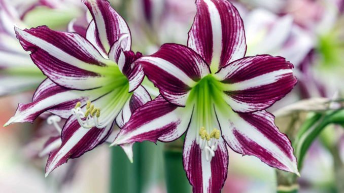 © fluwel.de Amaryllis Fensterbank