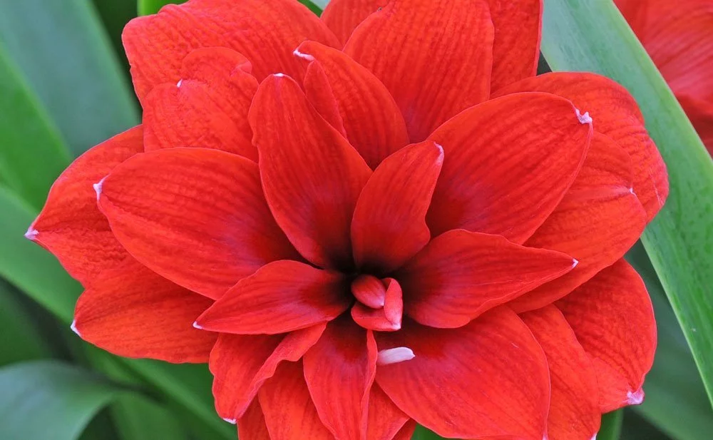 Amaryllis rot