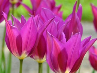Dezember Blumenzwiebeln pflanzen