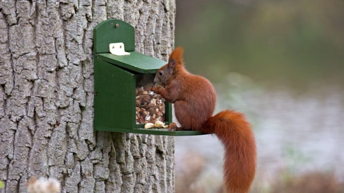 © Foto: Welzhofer/Hecker Eichhörnchen Winter füttern