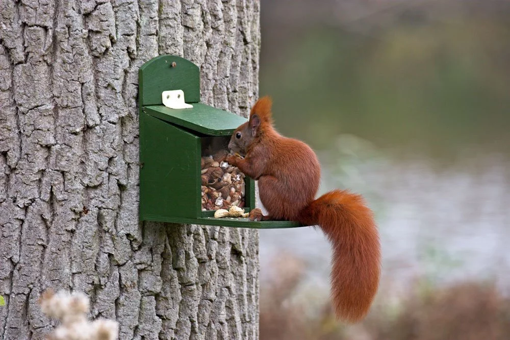 Eichhörnchen Winter füttern