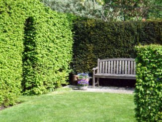 Hecke Formschnitt Winter