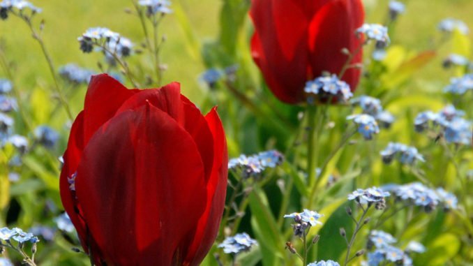 Tulpen pflanzen Tipps