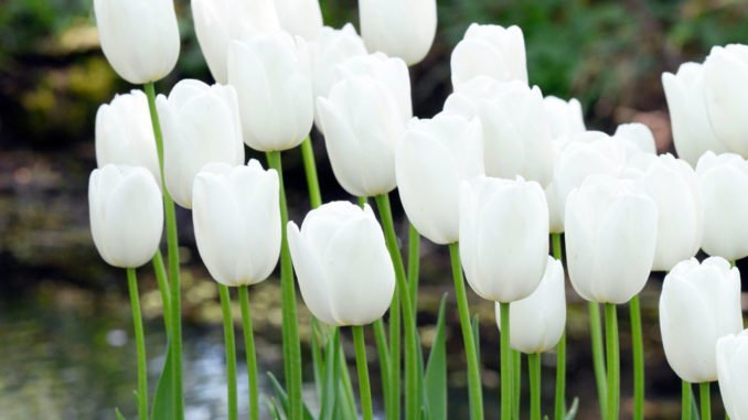 © fluwel.de weiße Tulpen