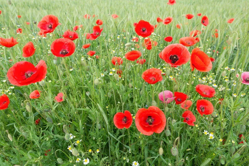 Klatschmohn