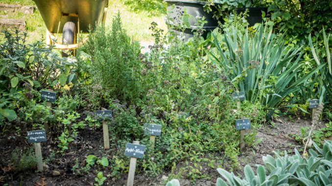 © focus finder - Fotolia.com Kräutergarten anlegen