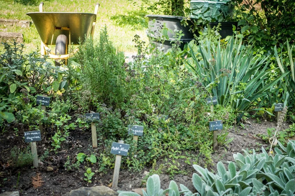 Kräutergarten anlegen