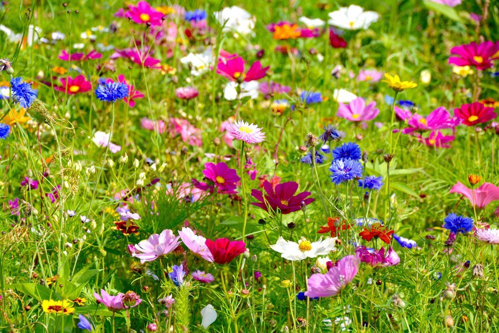 © S.H.exclusiv - Fotolia.com Wildblumen Wiese