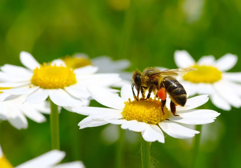 Bienenweide anlegen