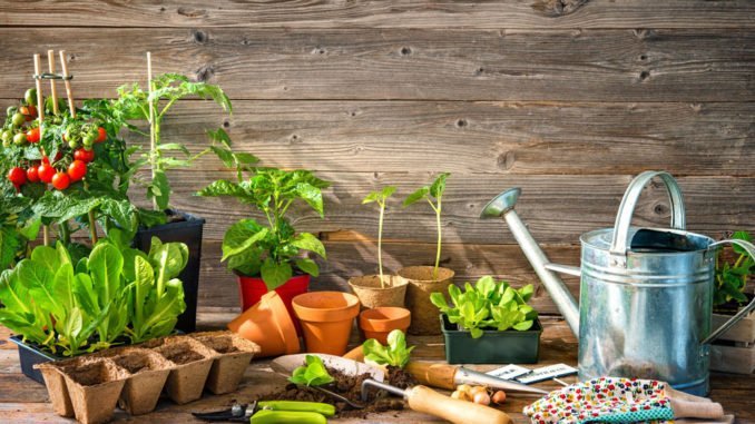 © Alexander Raths - Fotolia.com Gemüse Aussaat