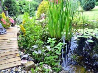Gartenteich bepflanzen - Tipps für ein optimales Ergebnis