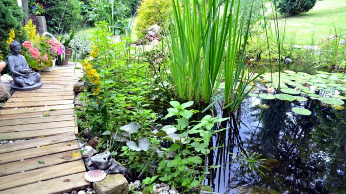 Gartenteich bepflanzen - Tipps für ein optimales Ergebnis Gartenteich bepflanzen - Tipps für ein optimales Ergebnis