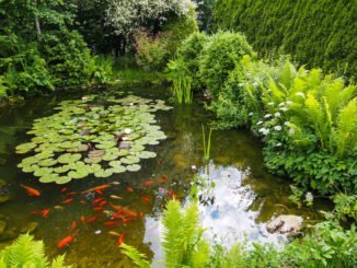 Der Richtige Standort für den Gartenteich