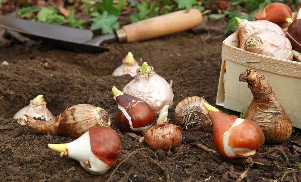 © hcast - Fotolia.com Frühblüher stecken