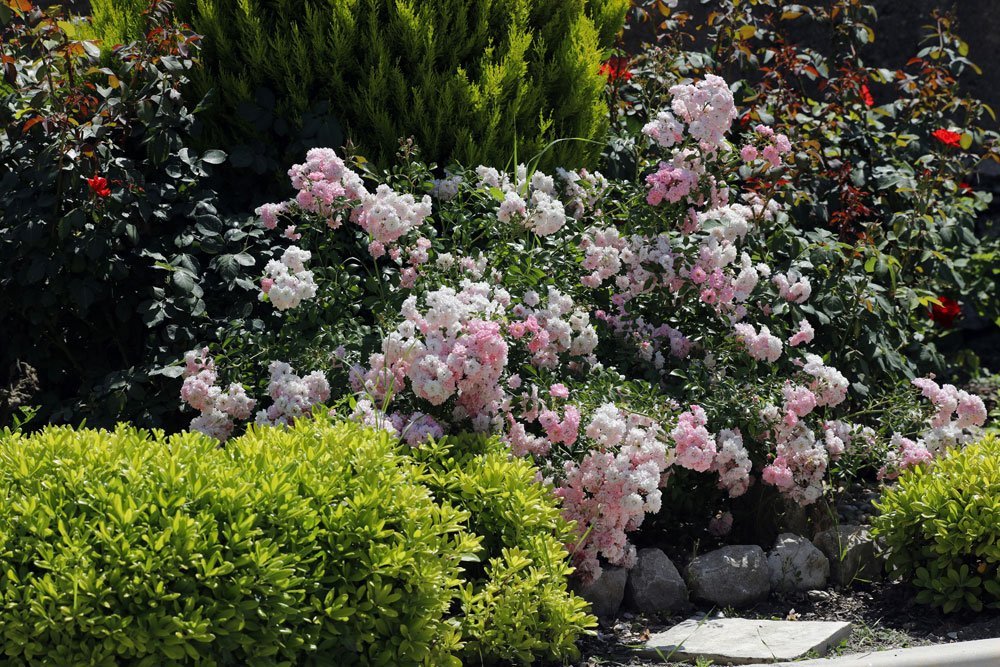 Bodendeckerrosen durch Stecklinge vermehren