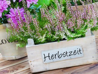Herbstblüher einpflanzen – jetzt wird es noch bunter!