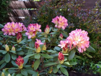 Netzwanzen am Rhododendron erkennen, vorbeugen und bekämpfen