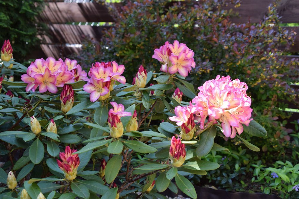 Netzwanzen am Rhododendron erkennen, vorbeugen und bekämpfen