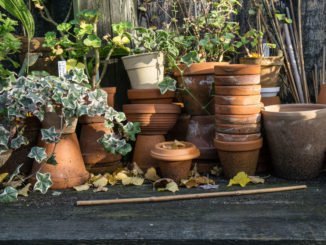 Terracotta Blumentöpfe reinigen