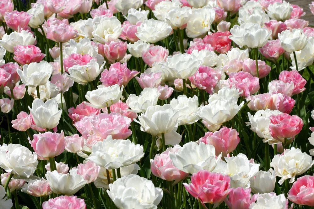 Tulpen Pink Cloud